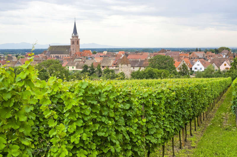Bergheim – Vista panoramica con vigneti in estate